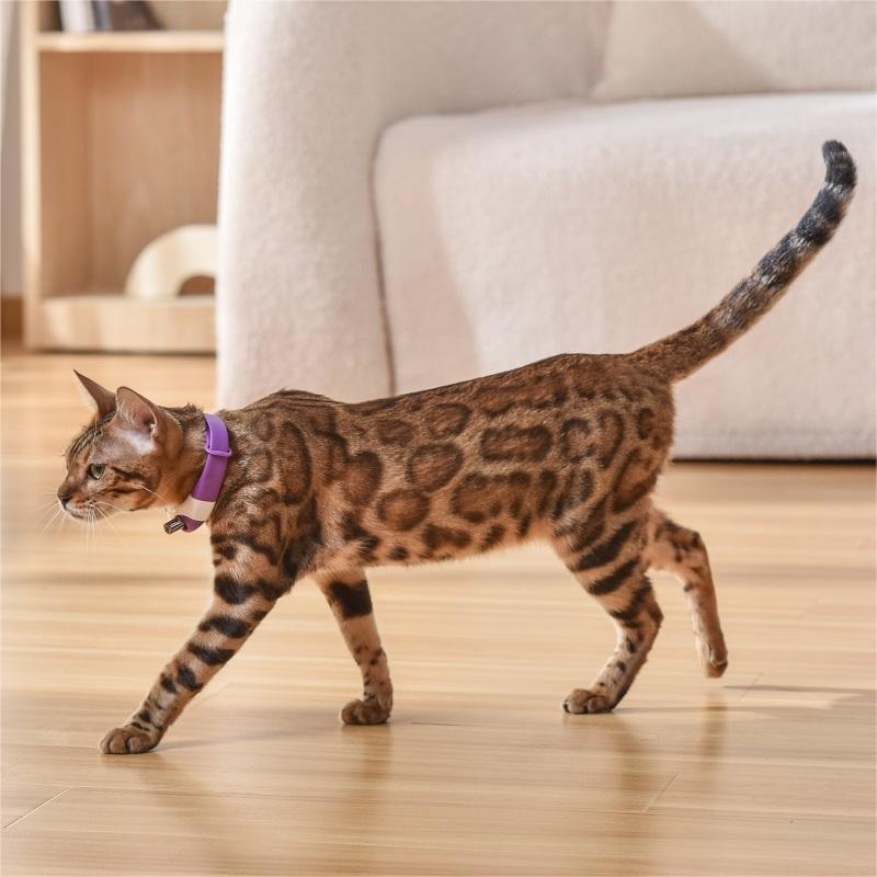 Laser Collar for Cat